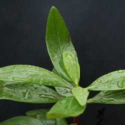 Carpenteria californica 'Bodnant' 