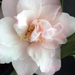 Camellia 'Christmas Daffodil' - Cam�lia Christmas Daffodil