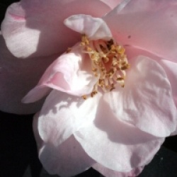 Camellia 'Christmas Daffodil'