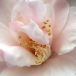 Camellia 'Christmas Daffodil'