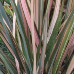 Phormium 'Pink Panther' - Lin de Nouvelle-Z�lande Pink Panther