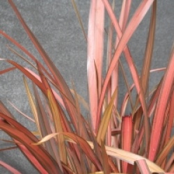 Phormium 'Pink Panther'