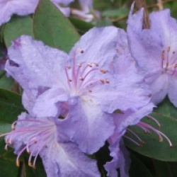 Rhododendron augustinii 