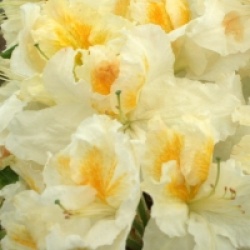 Rhododendron 'Mont Rainier' - Azal�e caduque Mont Rainier