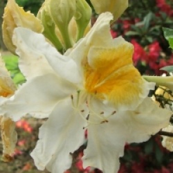Rhododendron 'Mont Rainier'