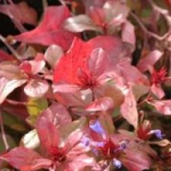 Ceratostigma griffithii - Plumbago arbustif