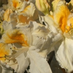 Rhododendron 'Mont Rainier'