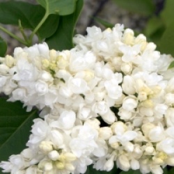 Syringa vulgaris 'Souvenir d'Alice Harding' - Lilas Souvenir d'Alice Harding