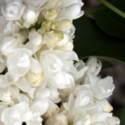 Syringa vulgaris 'Souvenir d'Alice Harding'