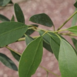 Eucalyptus rodwayi