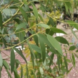 Eucalyptus rodwayi