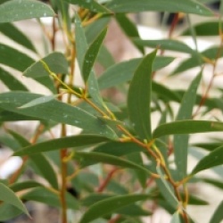 Eucalyptus gregsoniana - Gommier de Gregson