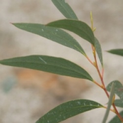 Eucalyptus gregsoniana
