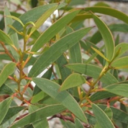 Eucalyptus gregsoniana