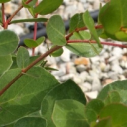 Eucalyptus johnstonii - Eucalyptus johnstonii