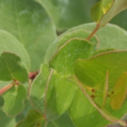 Eucalyptus johnstonii
