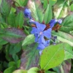 Ceratostigma plumbaginoides - Plumbago rampant