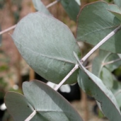 Eucalyptus nova-anglica - Gommier nova-anglica