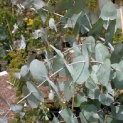 Eucalyptus nova-anglica