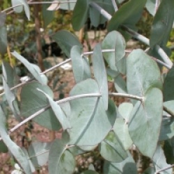 Eucalyptus nova-anglica