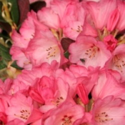 Rhododendron Wine and Roses