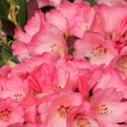 Rhododendron 'Wine and Roses' �