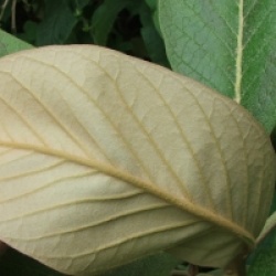 Rhododendron falconeri