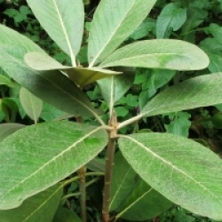 Rhododendron falconeri