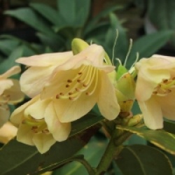 Rhododendron 'Alison Johnstone'