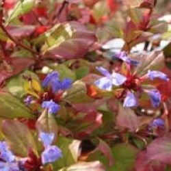 Ceratostigma plumbaginoides