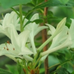 Rhododendron arborescens