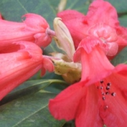 Rhododendron facetum 
