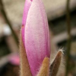 Magnolia x soulangeana 'Andre Leroy'