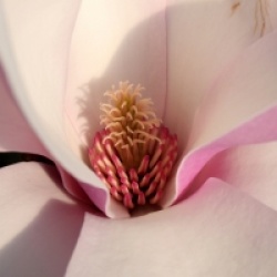 Magnolia x soulangeana 'Andre Leroy'