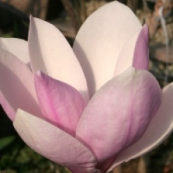 Magnolia x soulangeana 'Andre Leroy'