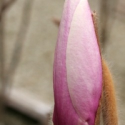 Magnolia x soulangeana 'Andre Leroy'