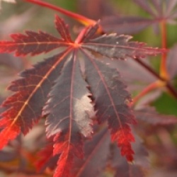 Acer palmatum 'Sherwood Flame'