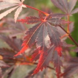 Acer palmatum 'Sherwood Flame'