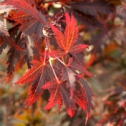 Acer palmatum 'Sherwood Flame'