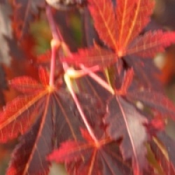 Acer palmatum 'Sherwood Flame'