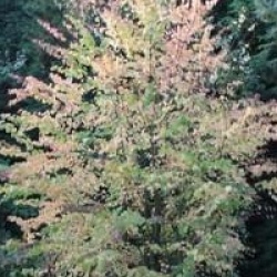 Cercidiphyllum japonicum - Arbre caramel