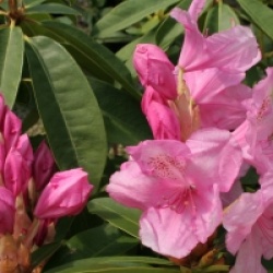 Rhododendron 'Pink Pearl'