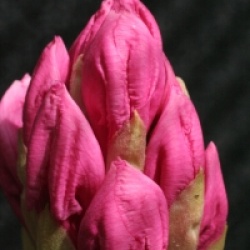 Rhododendron 'Pink Pearl'