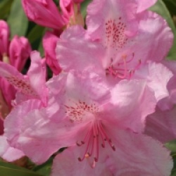 Rhododendron 'Pink Pearl'