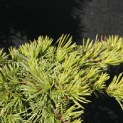 Cedrus libani - C�dre du Liban 