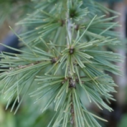 Cedrus libani