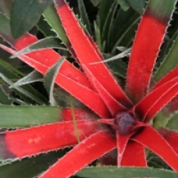 Fascicularia pitcairniifolia