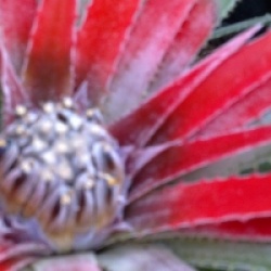 Fascicularia pitcairniifolia
