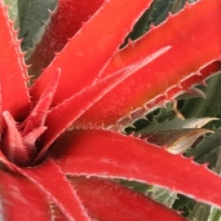 Fascicularia pitcairniifolia
