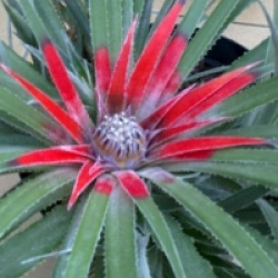 Fascicularia pitcairniifolia
